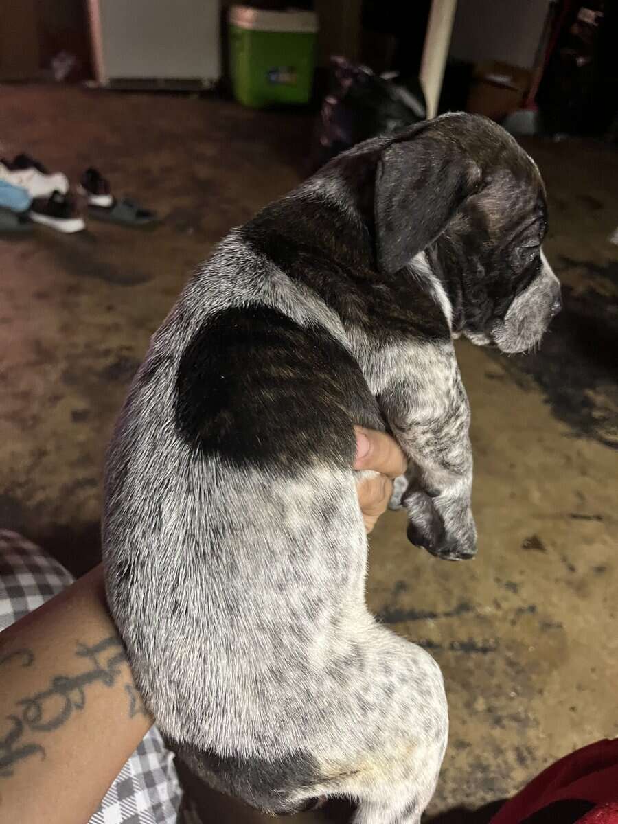 Blue nose, pitbull puppy image 5