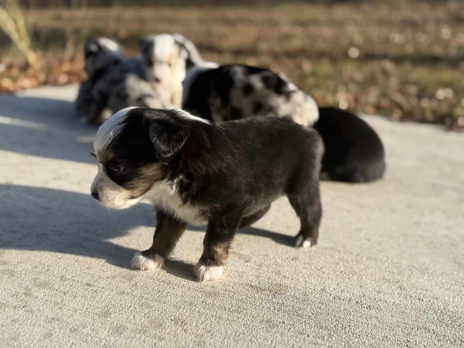 Mini Australian Shepard Puppy (Onyx) image 2
