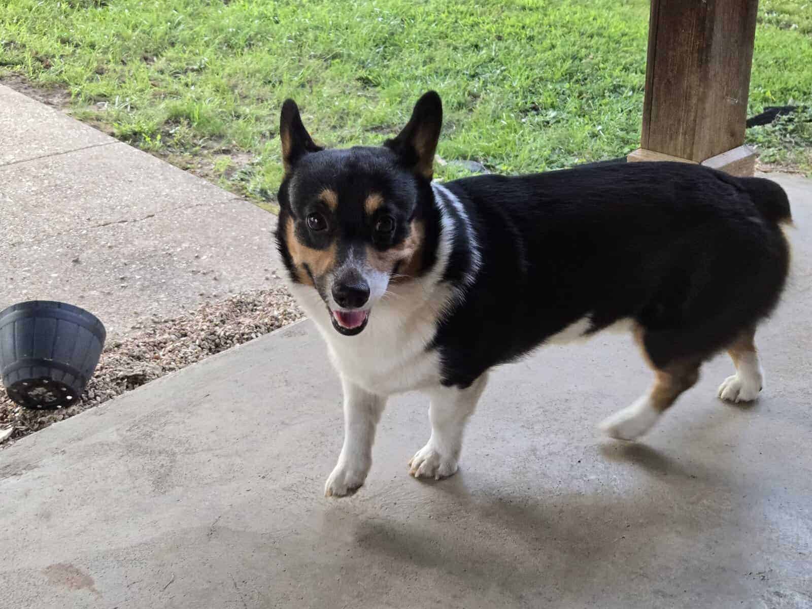 American corgi image 17