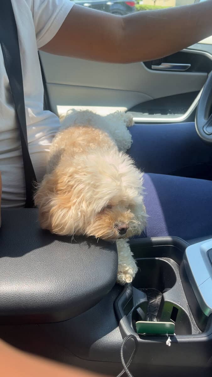 Lola two year old maltipoo image 4