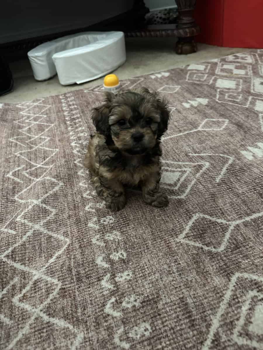 Toy poodle mix shih tzu image 2