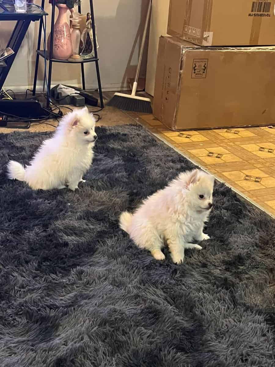Pomeranian puppies for sale image 2