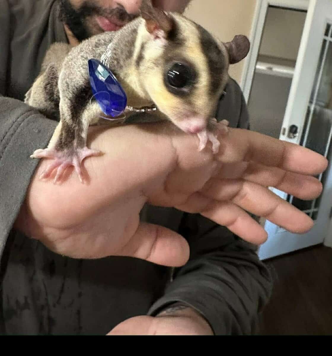 Sugar Glider (colony of 3) image 2
