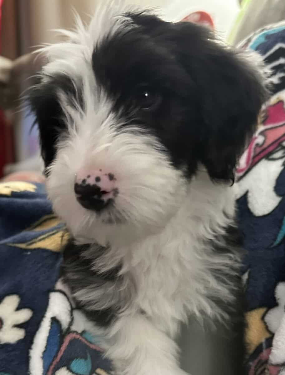 Sheepadoodle Puppy Male 4 image 1