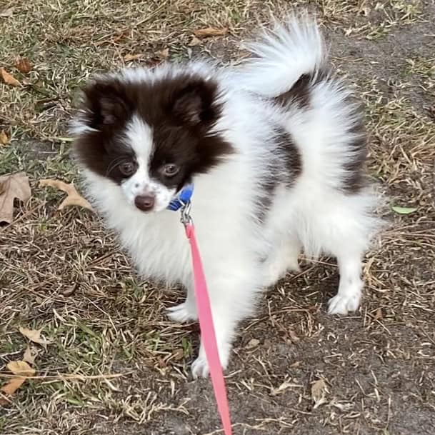 Pomeranian image 1
