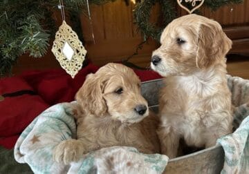 Christmas F1 Goldendoodle