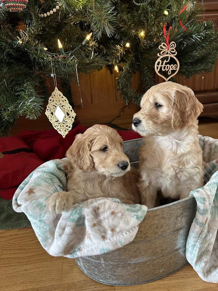 Christmas F1 Goldendoodle image 1