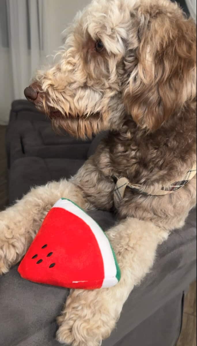 Stunning 3-Year-Old Goldendoodle | Calm & Loving image 4