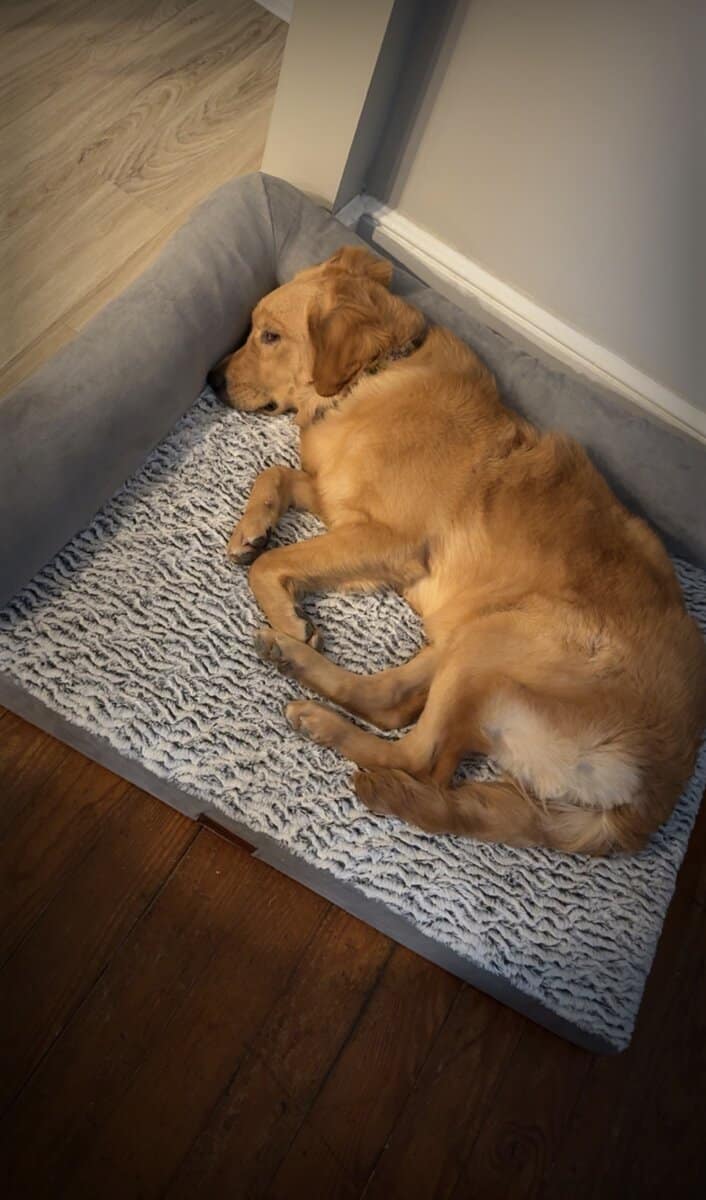 The Perfect Golden Retriever image 6
