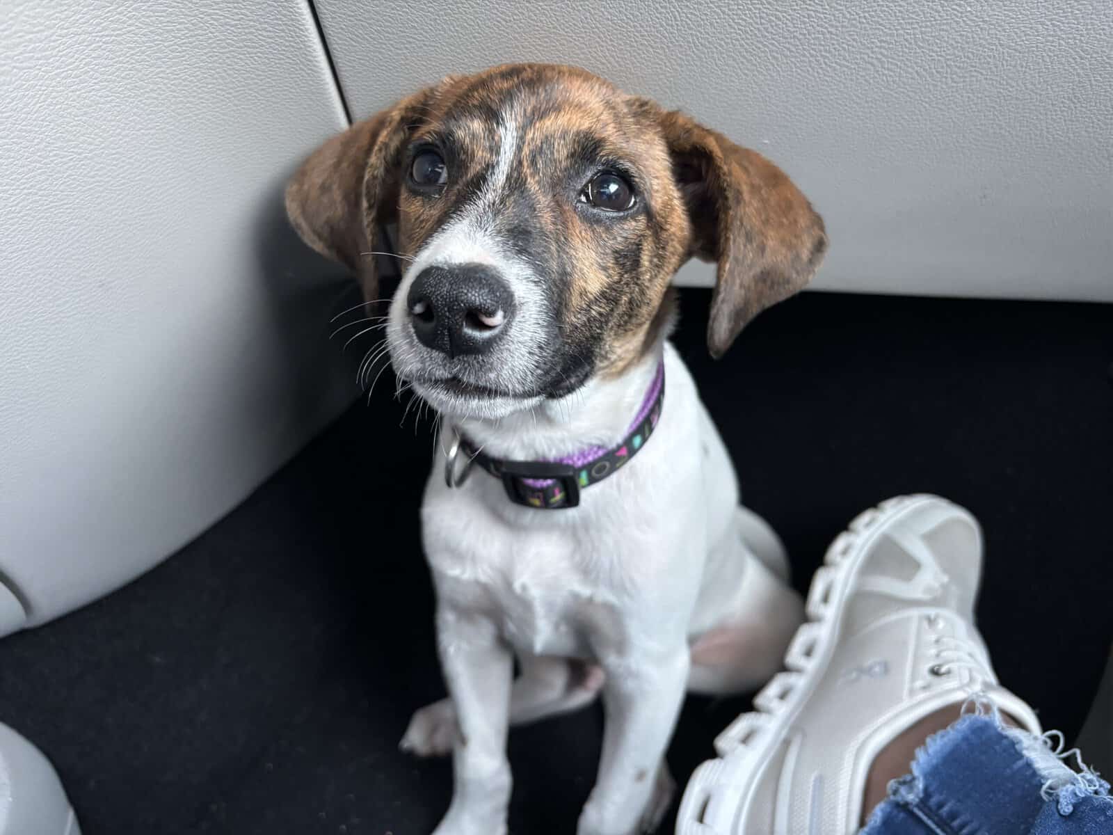Blue (hound) image 1