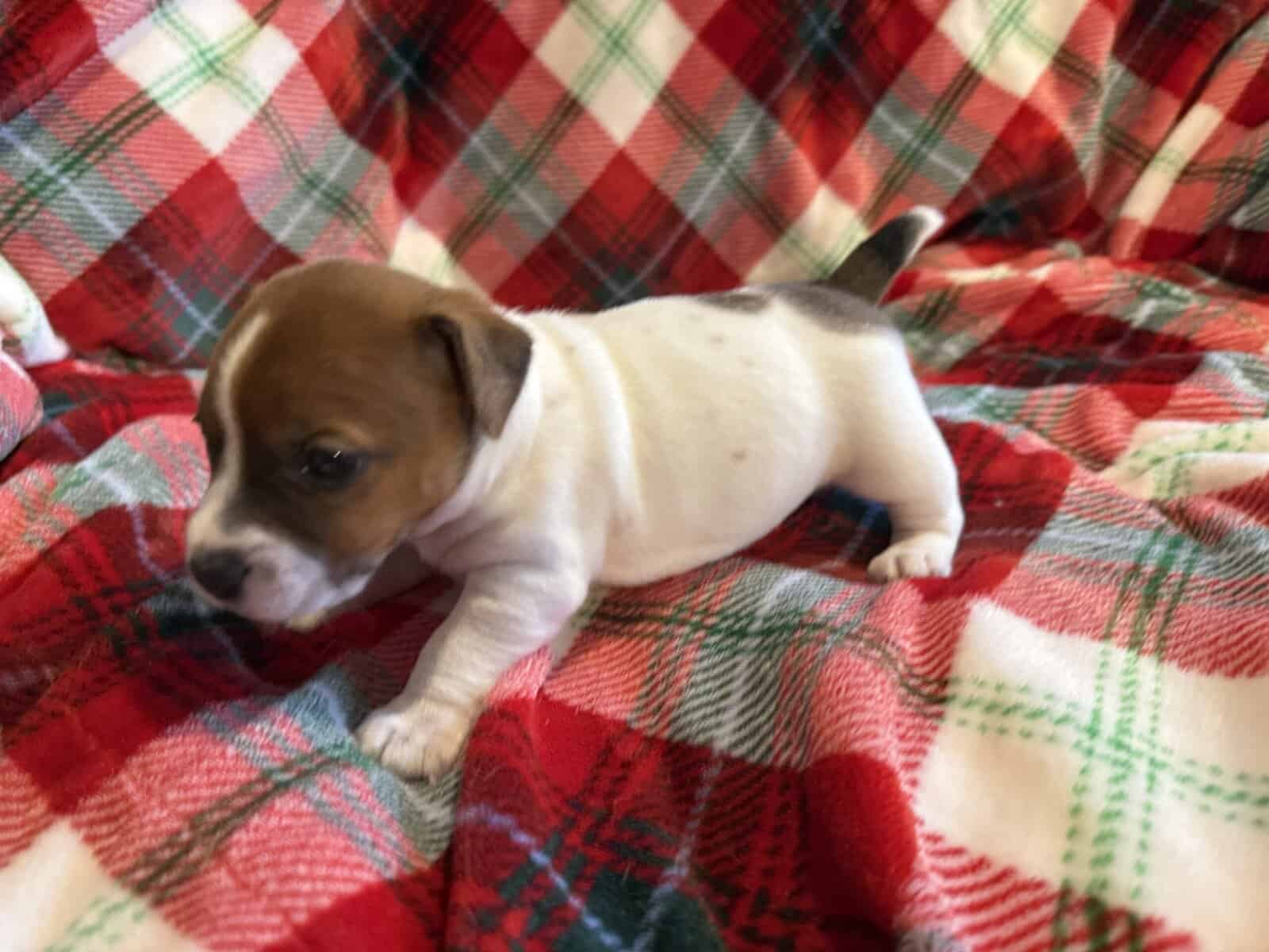 AKC JACK RUSSELL TERRIER PUPPIES “SHORTIES” image 3