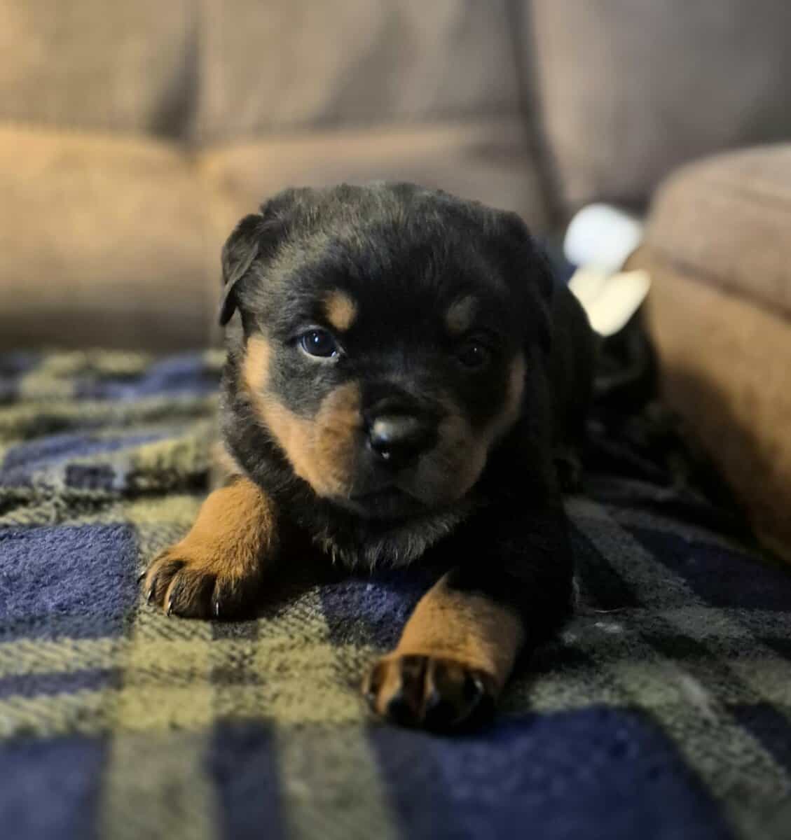 German rottweiler puppies image 4