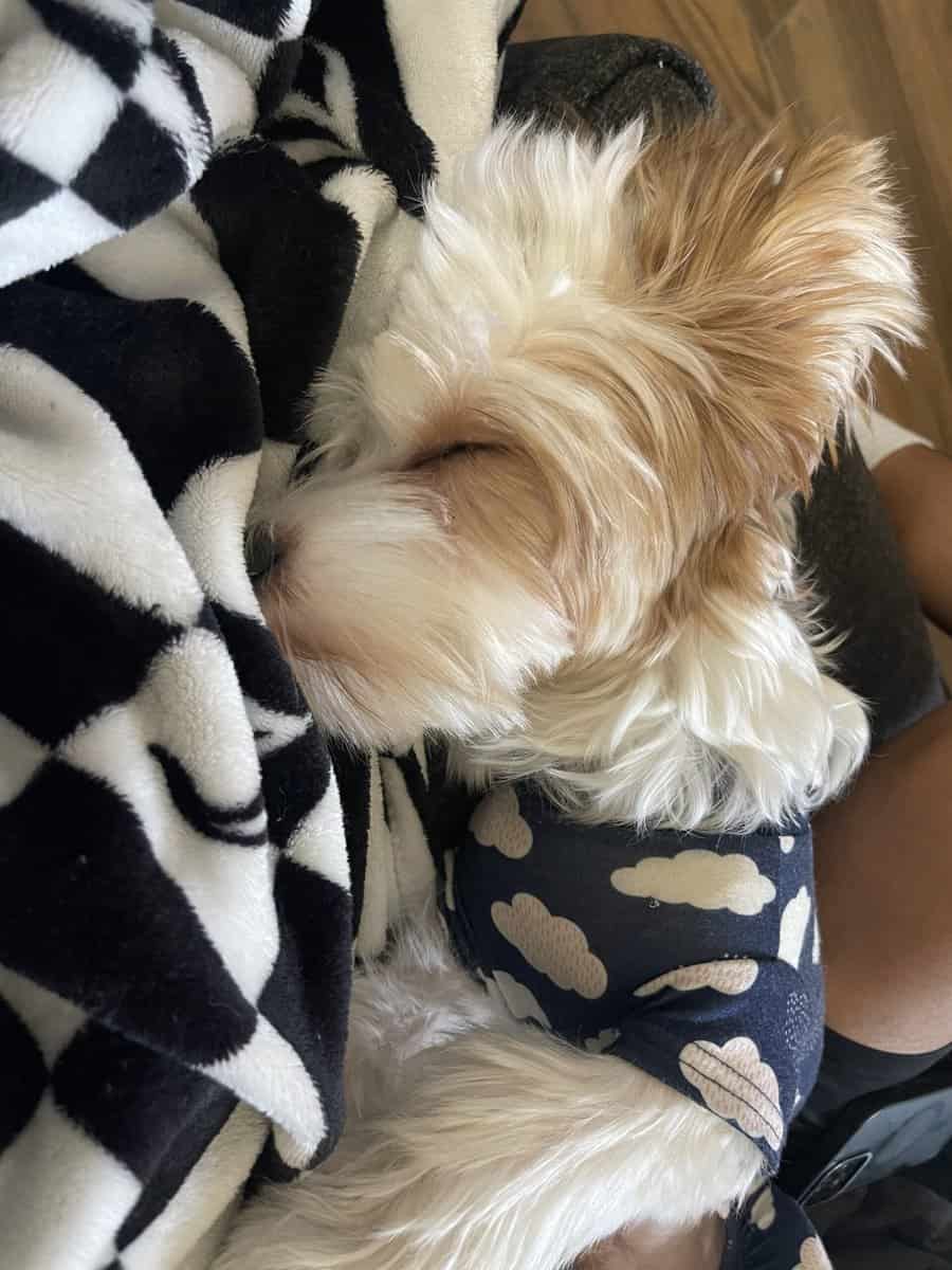 Yorkie image 2
