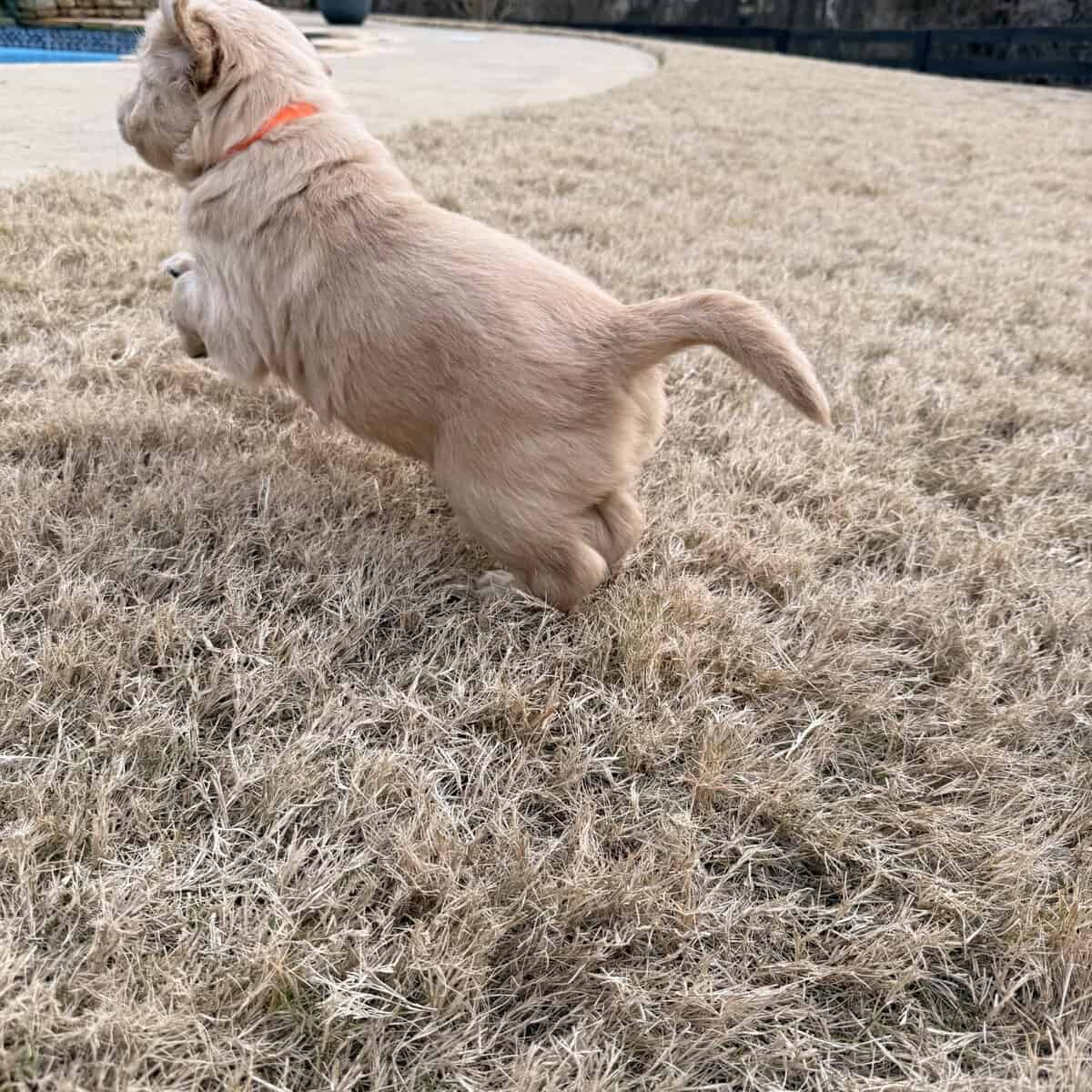 Golden Retriever Puppies image 3