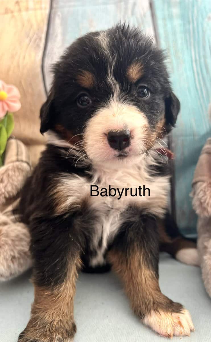 Gorgeous Bernese puppies image 3