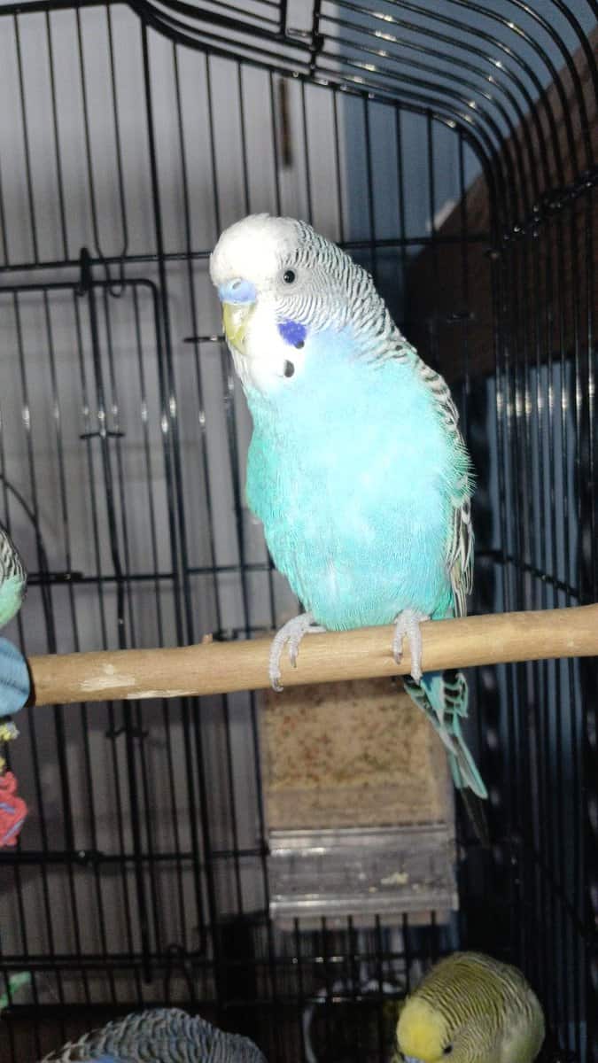 (SOLD)Snowflake & Oreo-2 light blue male budgies image 3