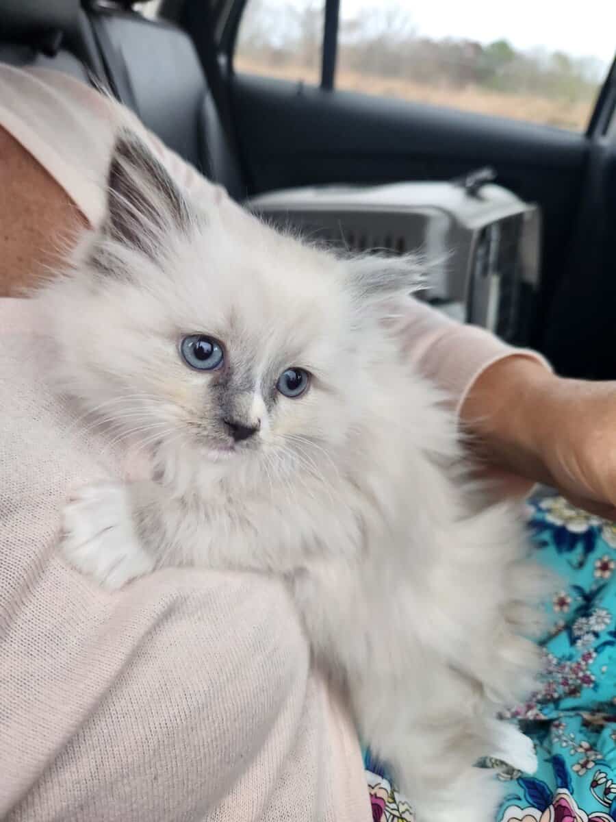Blue Mitted long hair Ragdoll kitten 12 weeks $800 image 1