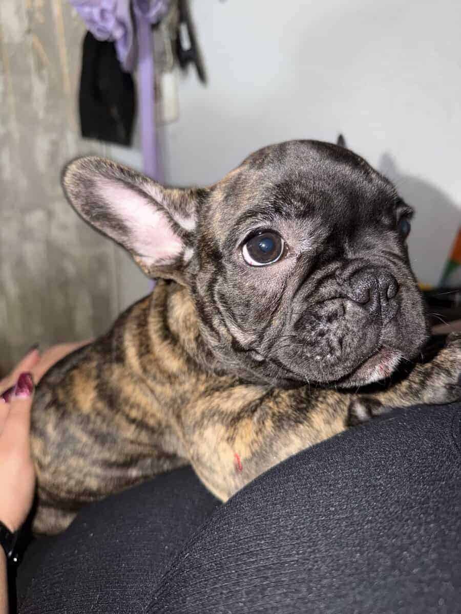 AKC Female French Bulldog image 6