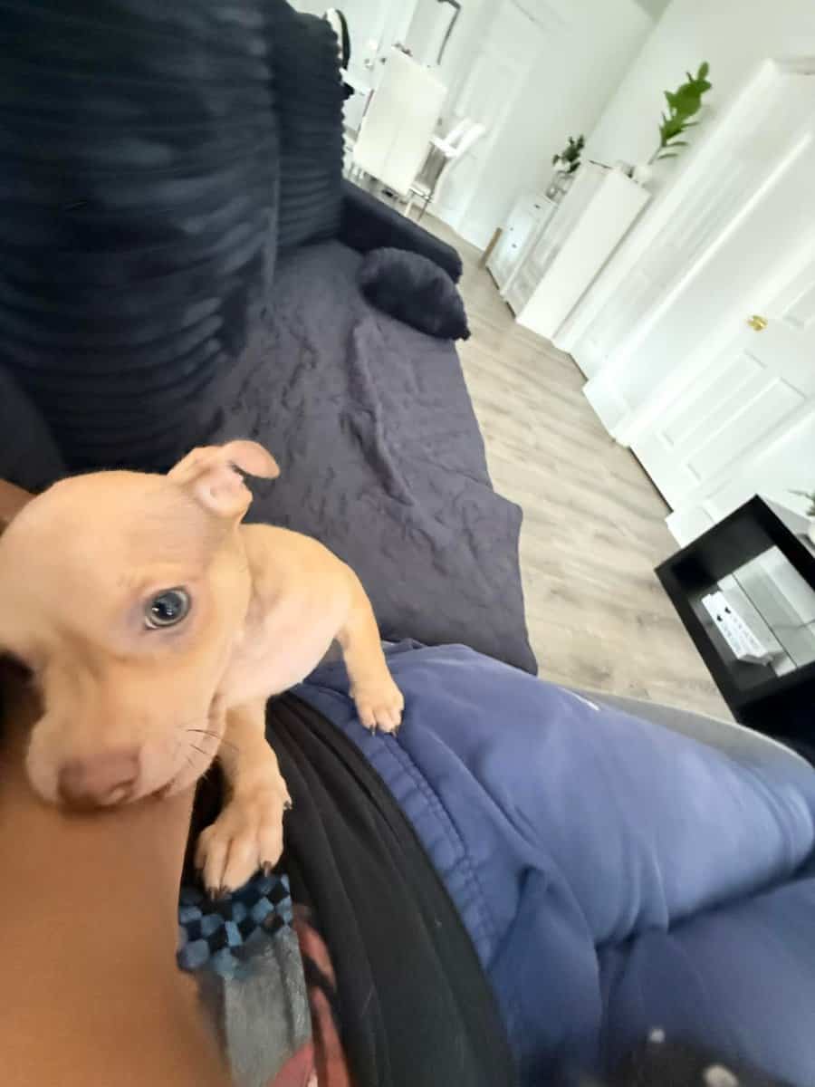 Chihuahua loving pup image 4