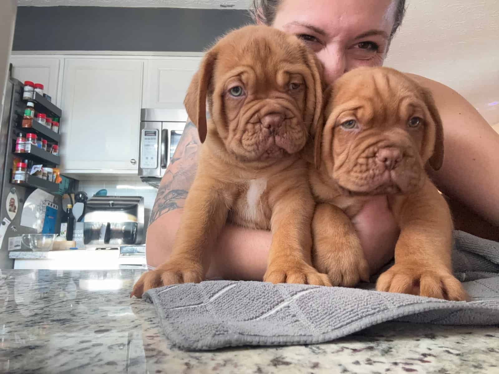 Champ BL/ 8 week old Dogue De Bordeaux pups image 19