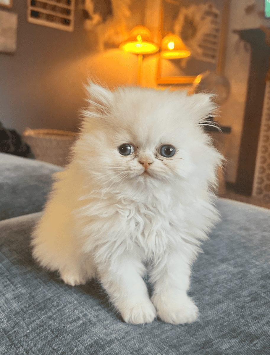 Beautiful, Pure White, Blue-Eyed Persian Kitten image 1