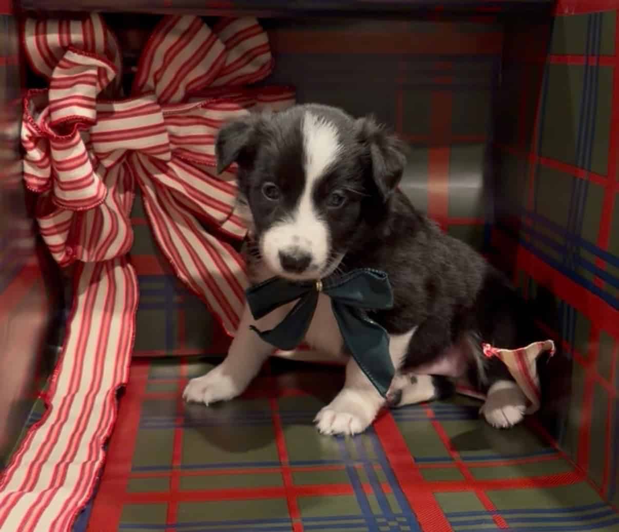 AKC BORDER COLLIES image 7