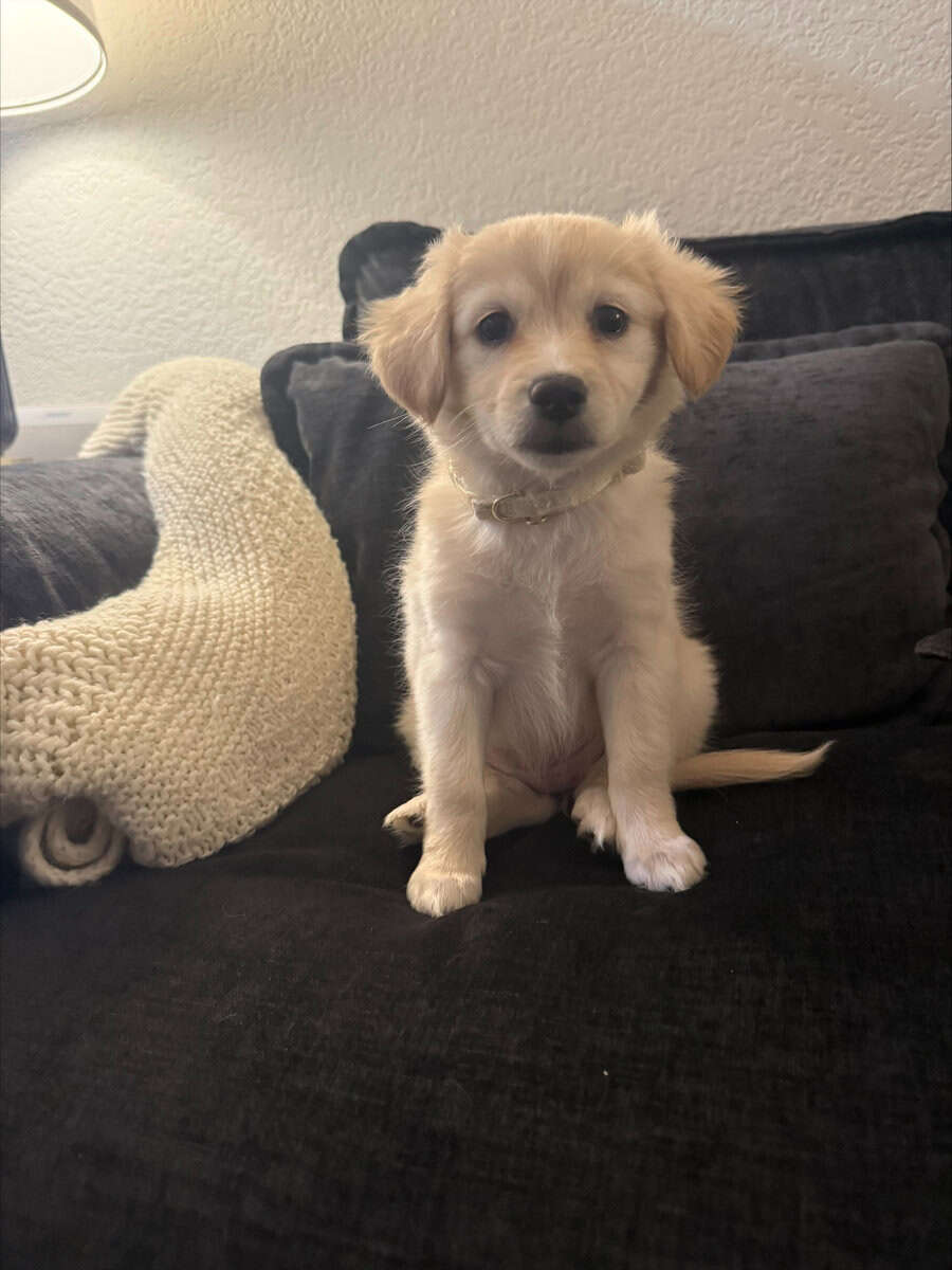 Miniature Golden Retriever Puppy image 4
