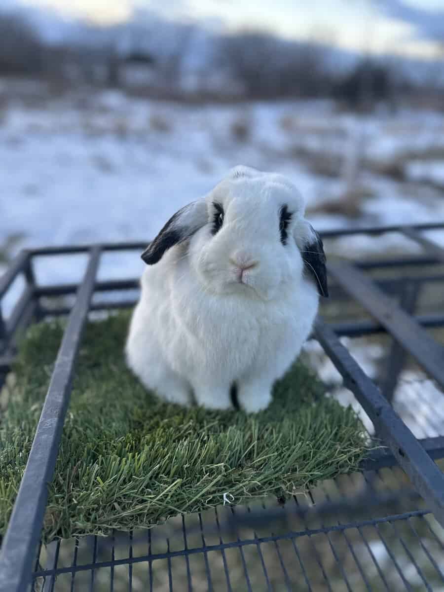Holland lop does image 1