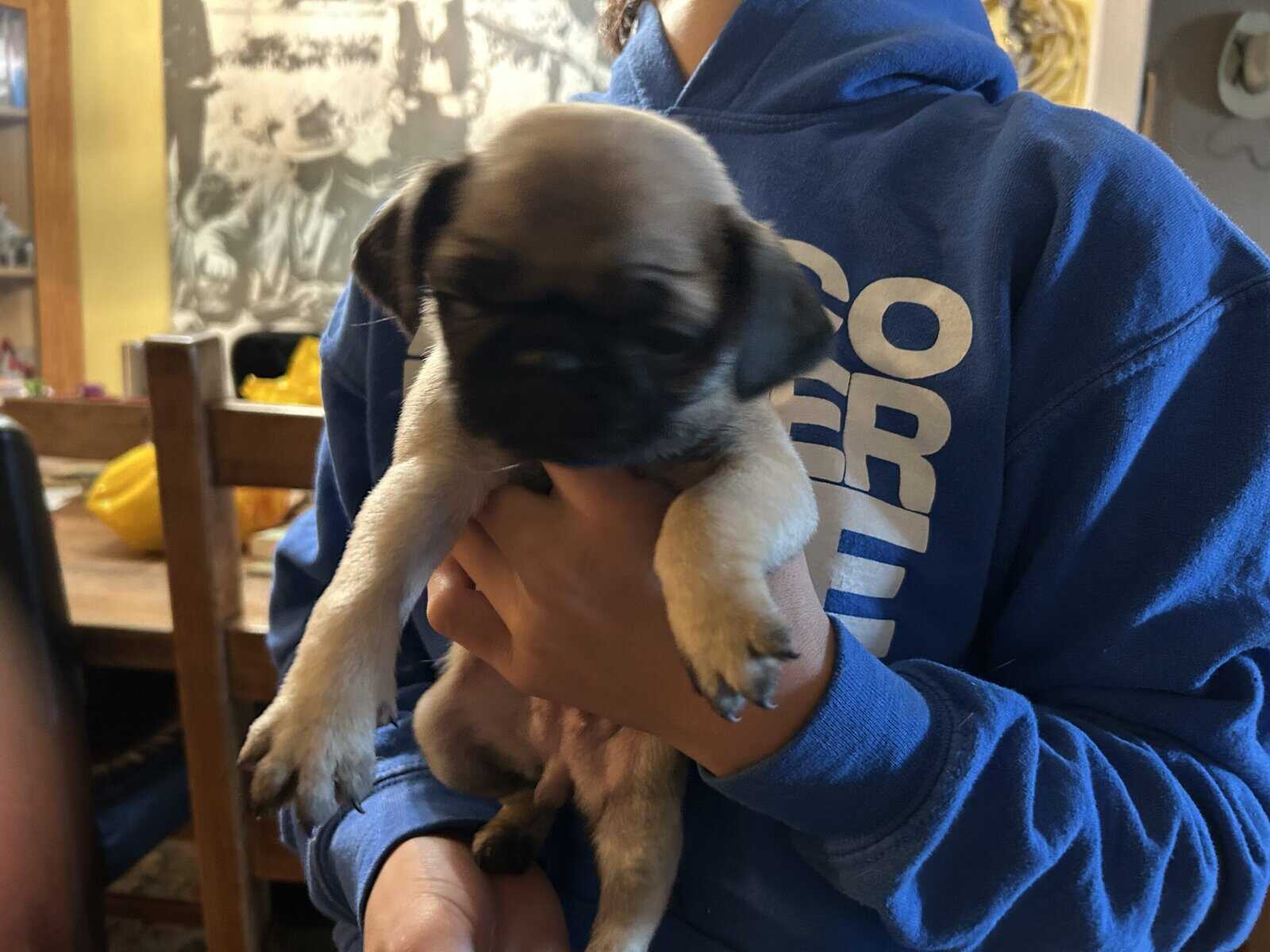 Puggies image 8