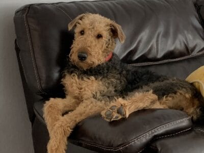 Airedale terrier