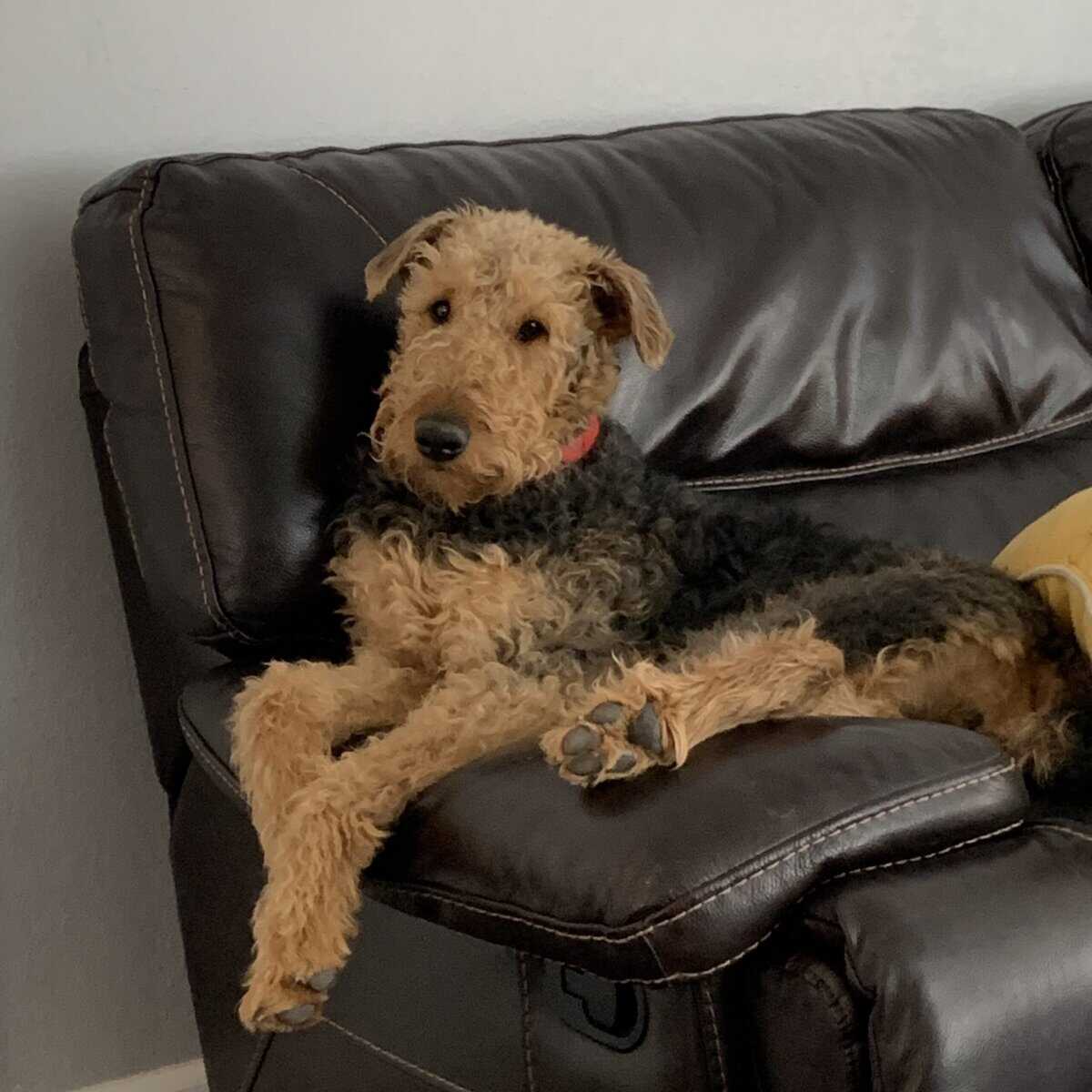 Airedale terrier image 1