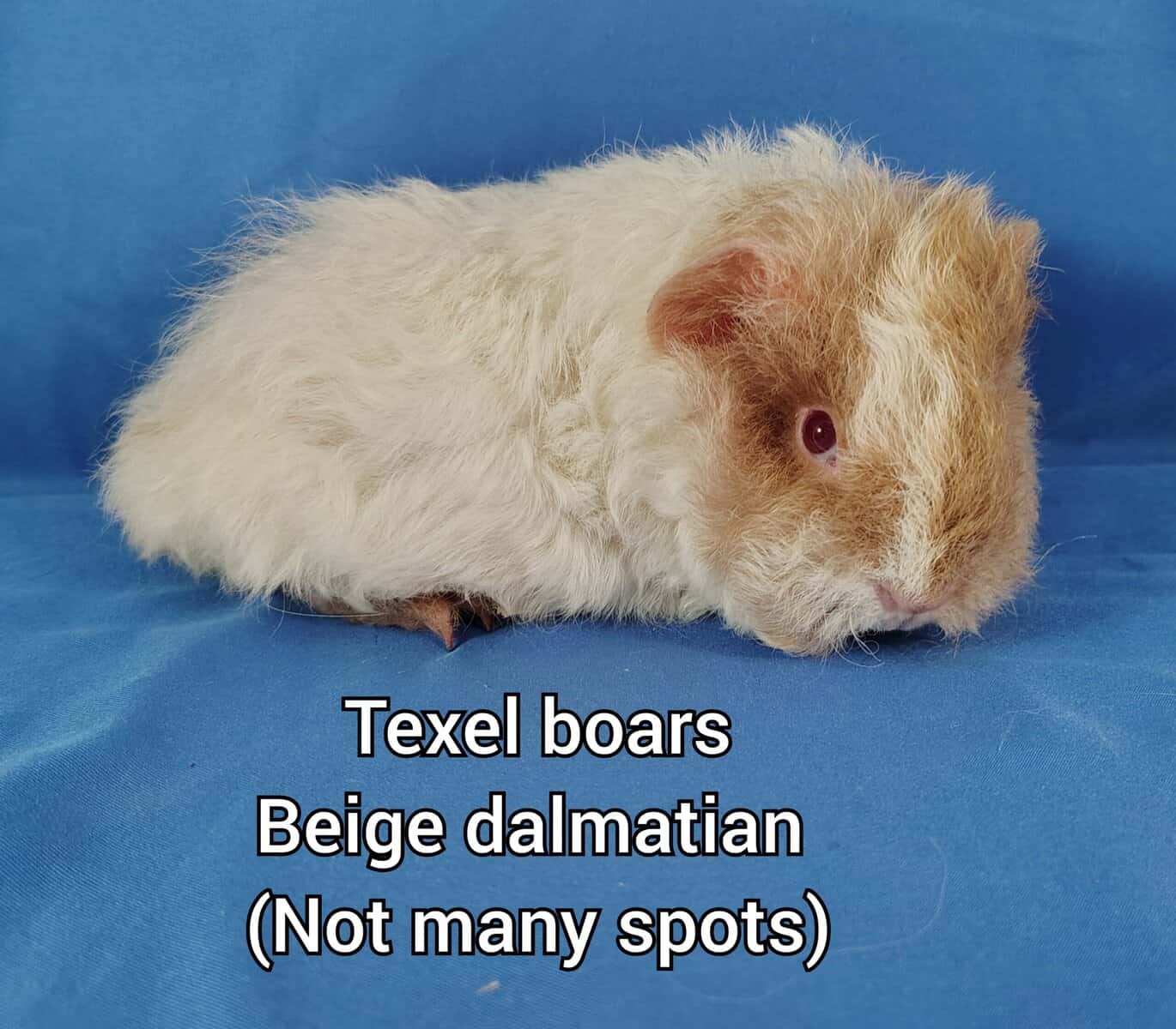 Long haired guineapigs image 5