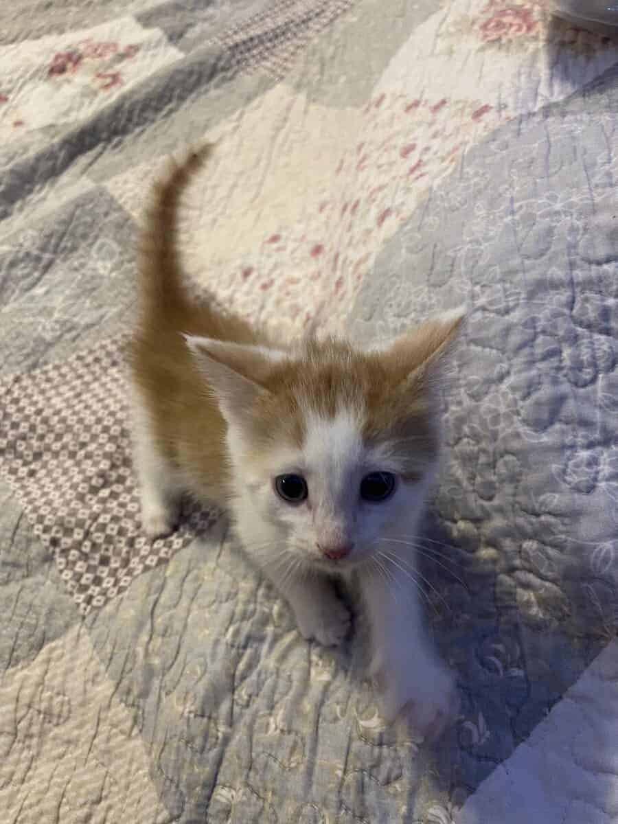 Free kittens to good home image 5