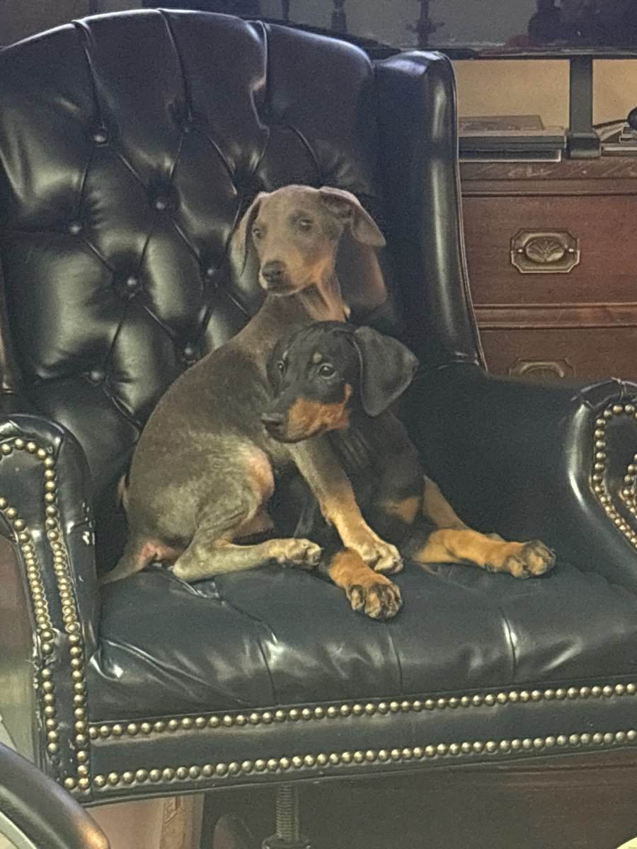 Doberman puppies image 1