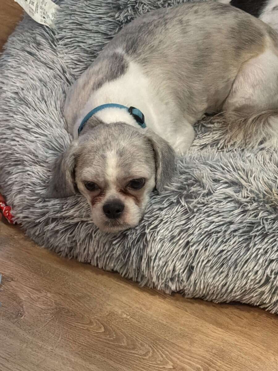 Male Shih Tzu (Pure Bred) image 2