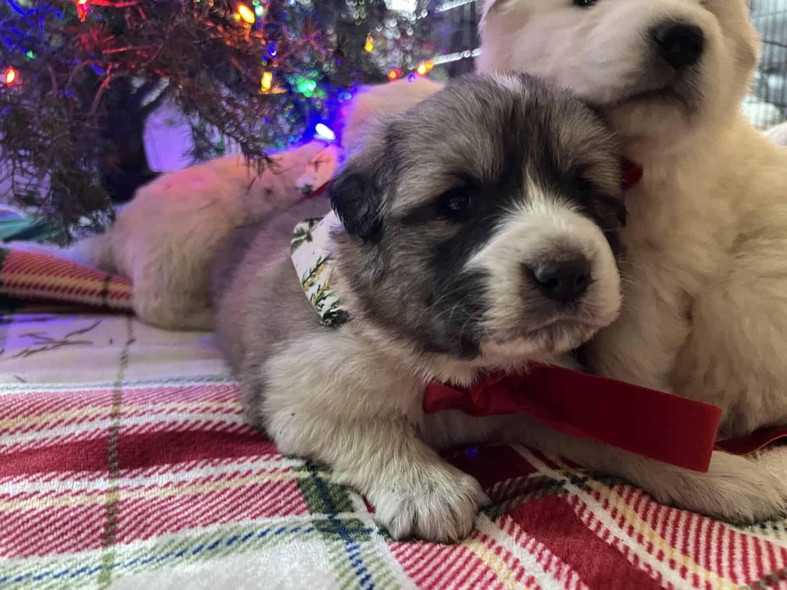 5 Farm Pups image 2