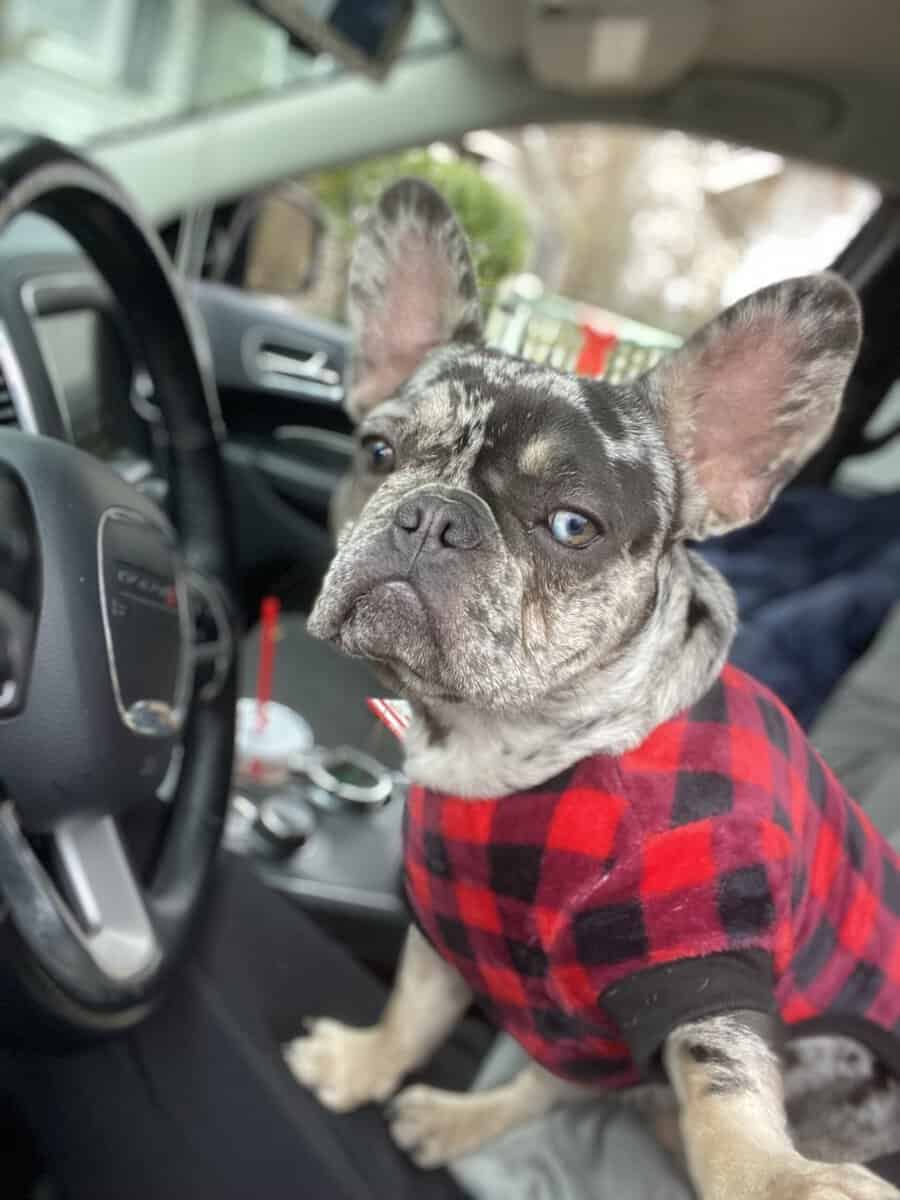 Christmas Frenchies image 7