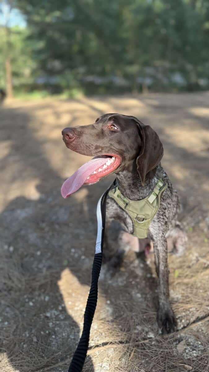 Male German Shorthaired Pointer puppy image 6
