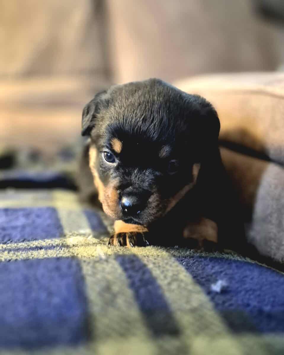 German rottweiler puppies image 1