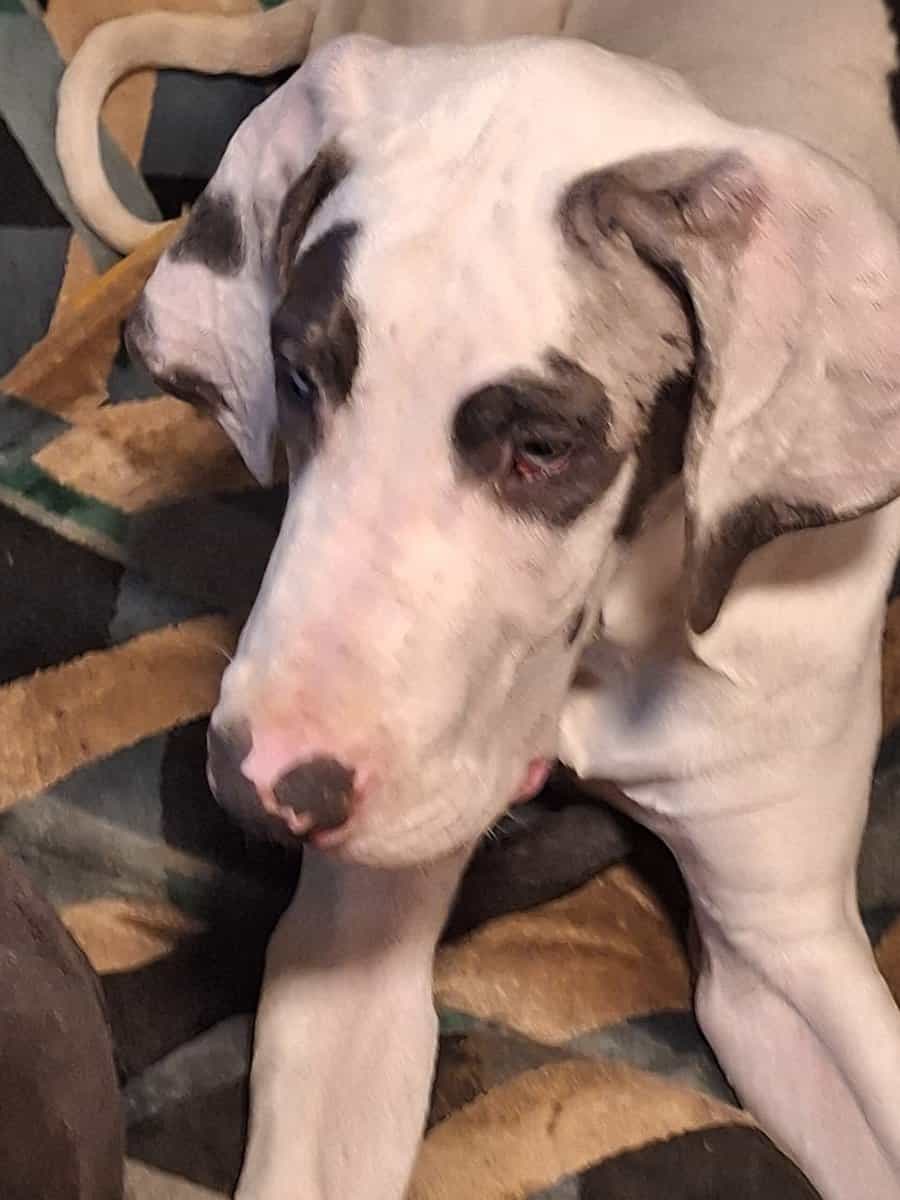 Great Dane puppies for sale image 9