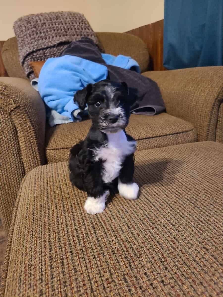 Miniature schnauzer image 2