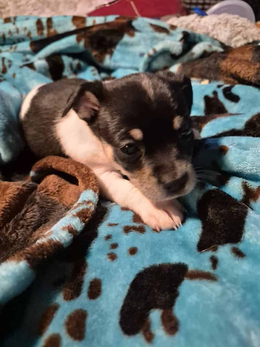 Chichuha puppies image 1