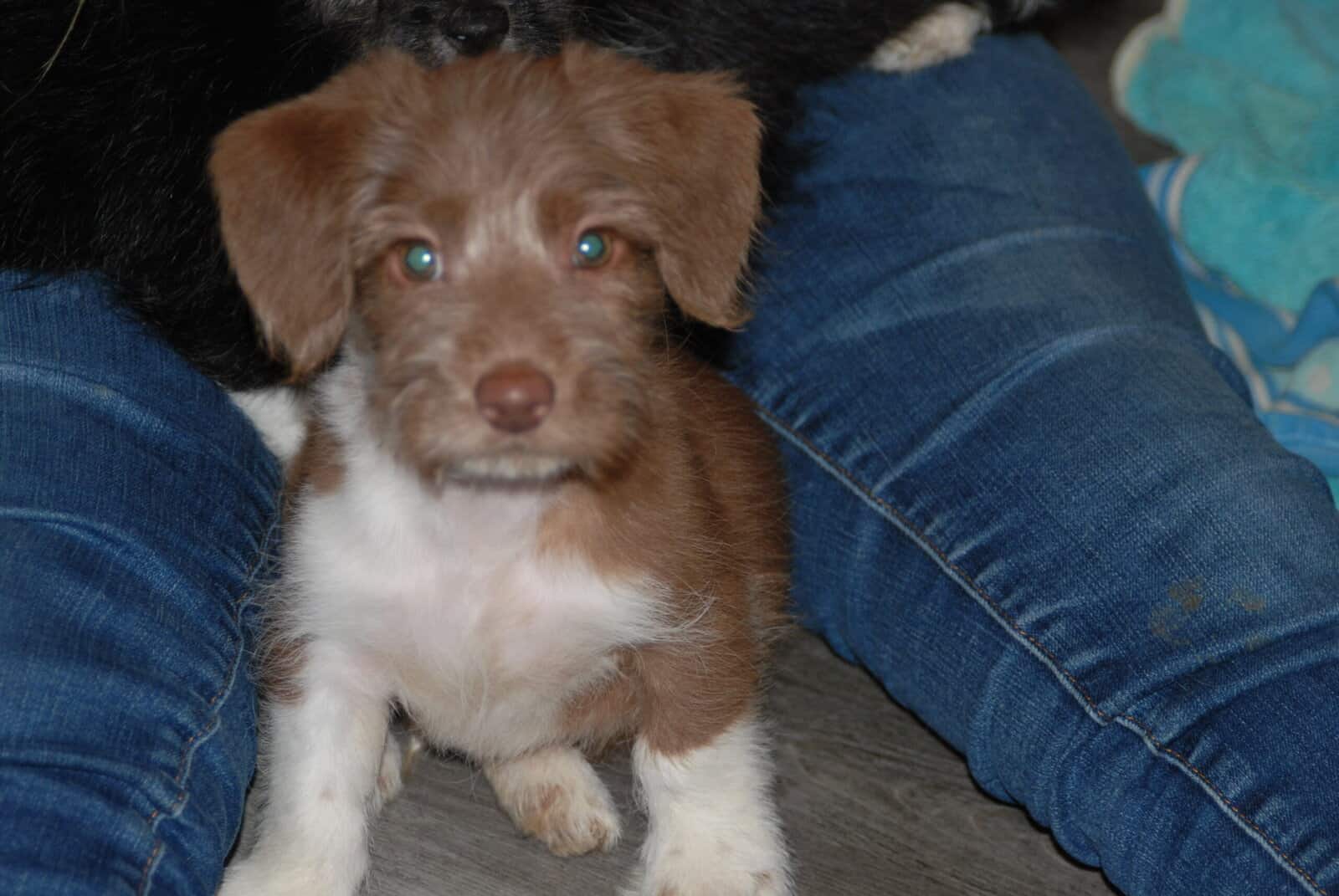 🐶 Puppies Looking for Good Homes 🐶 image 1