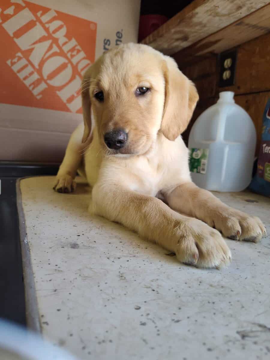Golden Retriever and Chocolate lab pups image 10