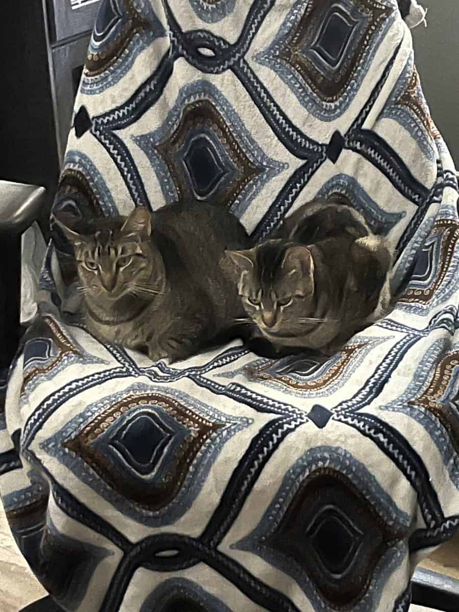 tabby bengal image 1