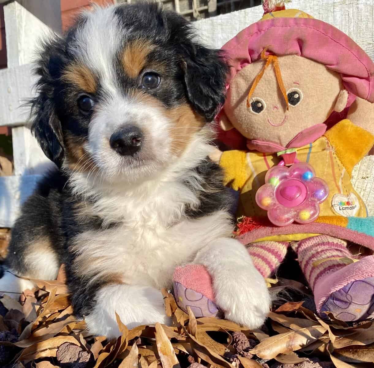 F2 mini Bernedoodle - Bailey -male image 4