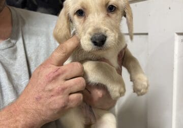 Lab puppies