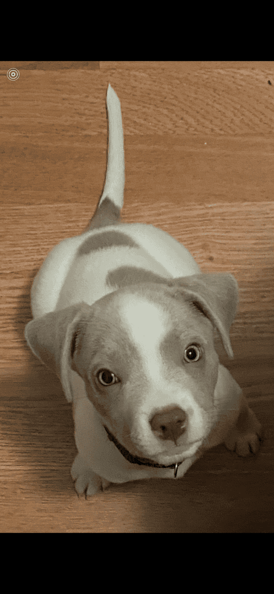 Voo (5 years) image 4