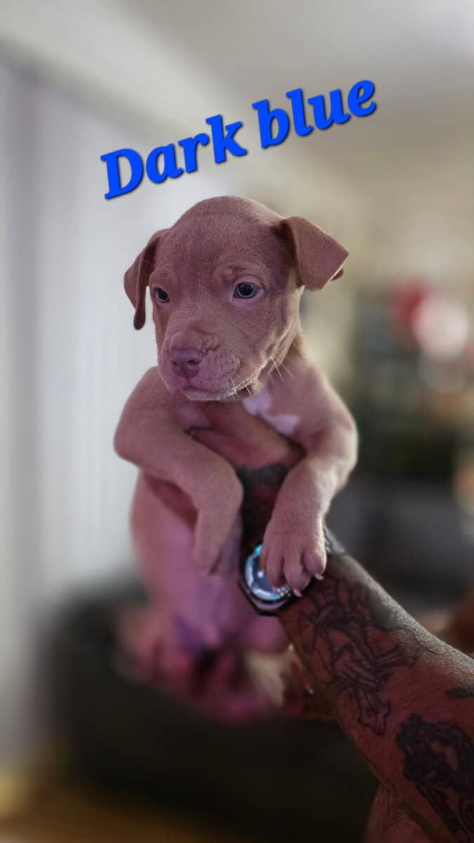 Male pitbull puppies image 10