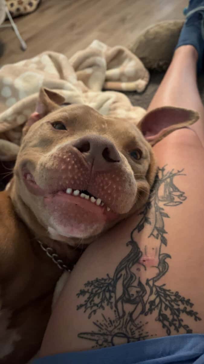 Rehoming stitch the loving playful family dog image 3